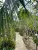 Bright clean bungalow with access to the pool and flowering garden, 1 bedroom, Kata Karon